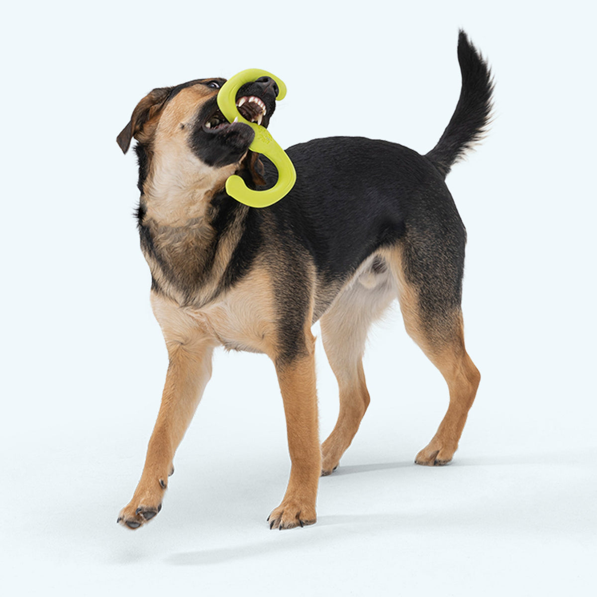 West Paw Bumi Tug & Fetch Dog Toy, view 4