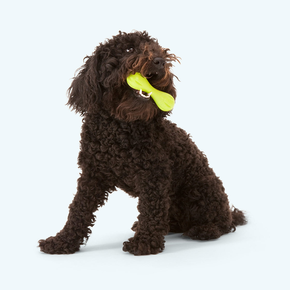 West Paw Hurley Durable Dog Bone, view 5