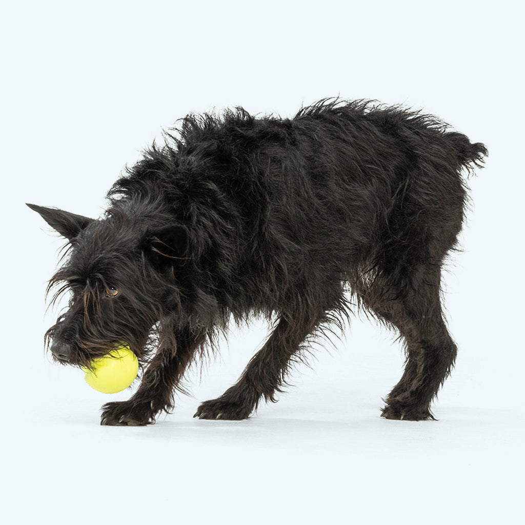 West Paw Jive Durable Dog Ball, view 3