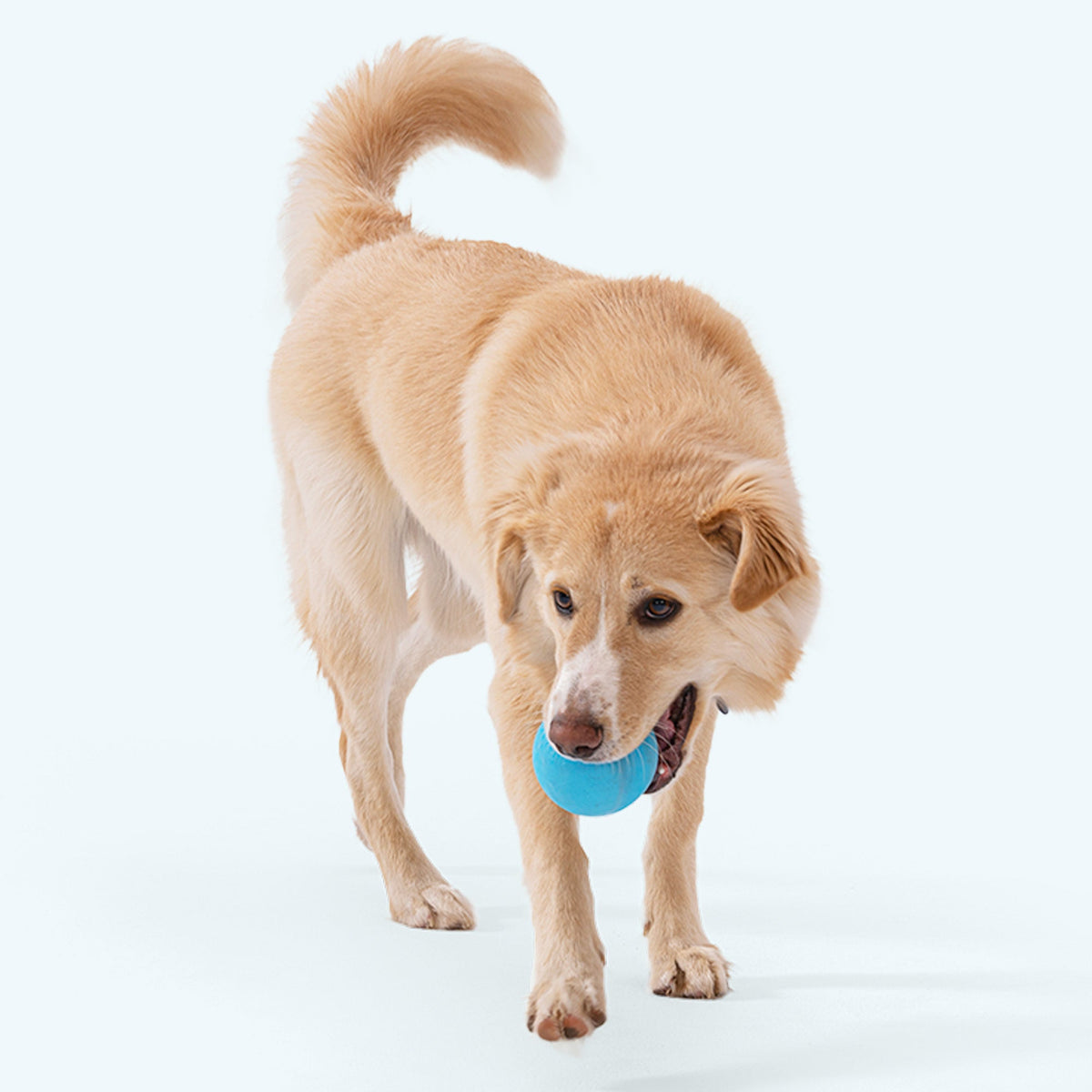 West Paw Jive Durable Dog Ball, view 5