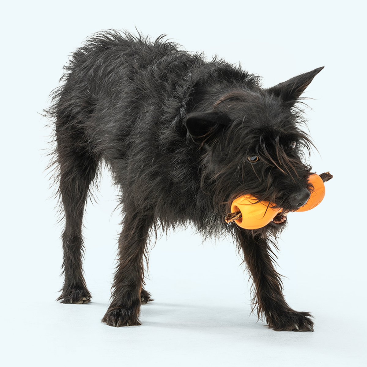West Paw Qwizl Treat Toy for Tough Chewers, view 3
