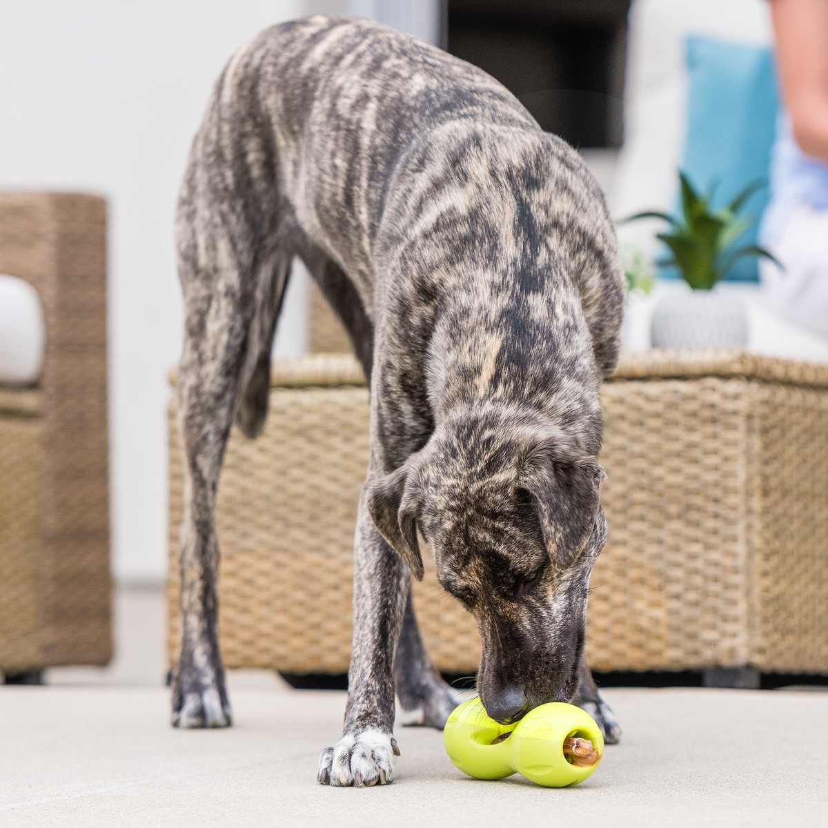 West Paw Qwizl Treat Toy for Tough Chewers, view 5
