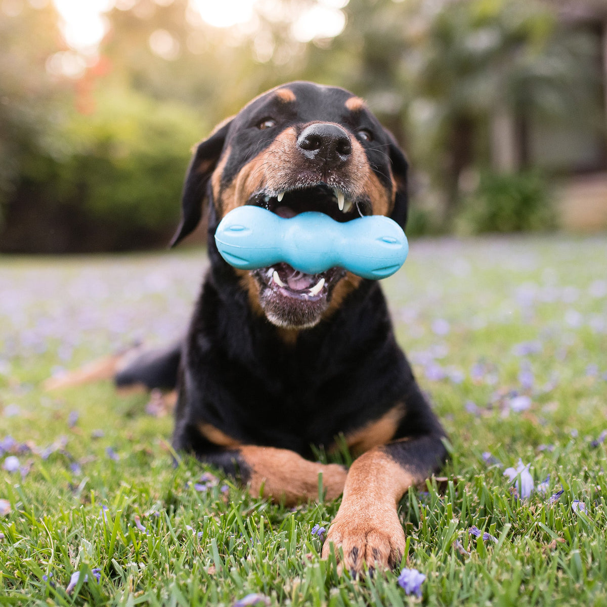 West Paw Rumpus Tough Floating Chew Toy, view 5