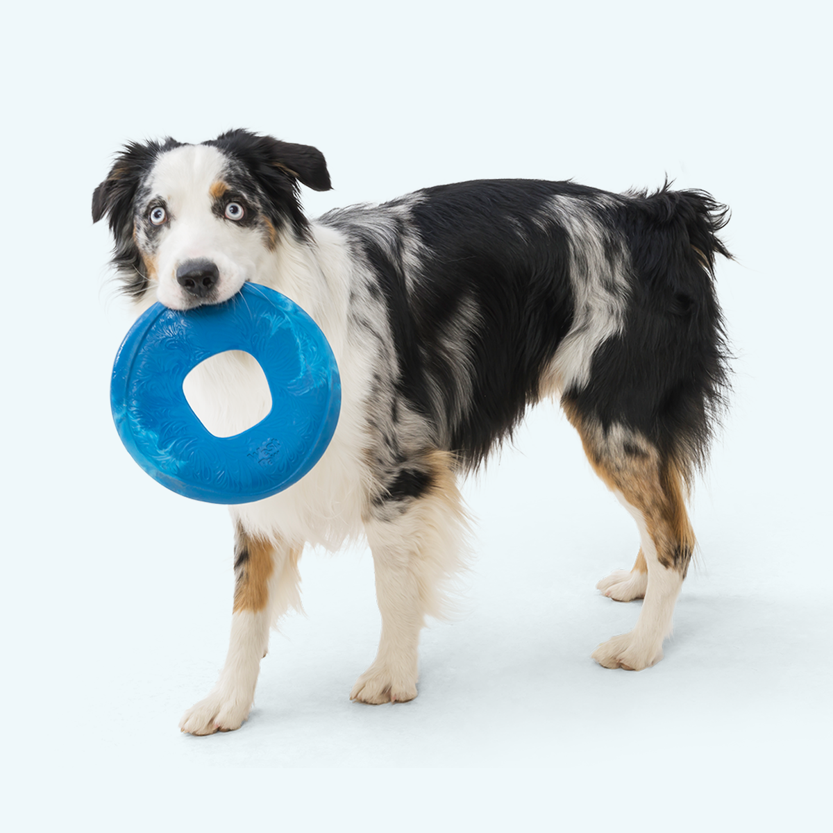 West Paw Sailz Floating Dog Disc, view 4