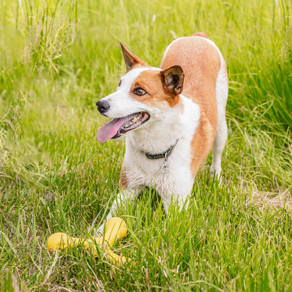West Paw Skamp Fetch Stick, view 4