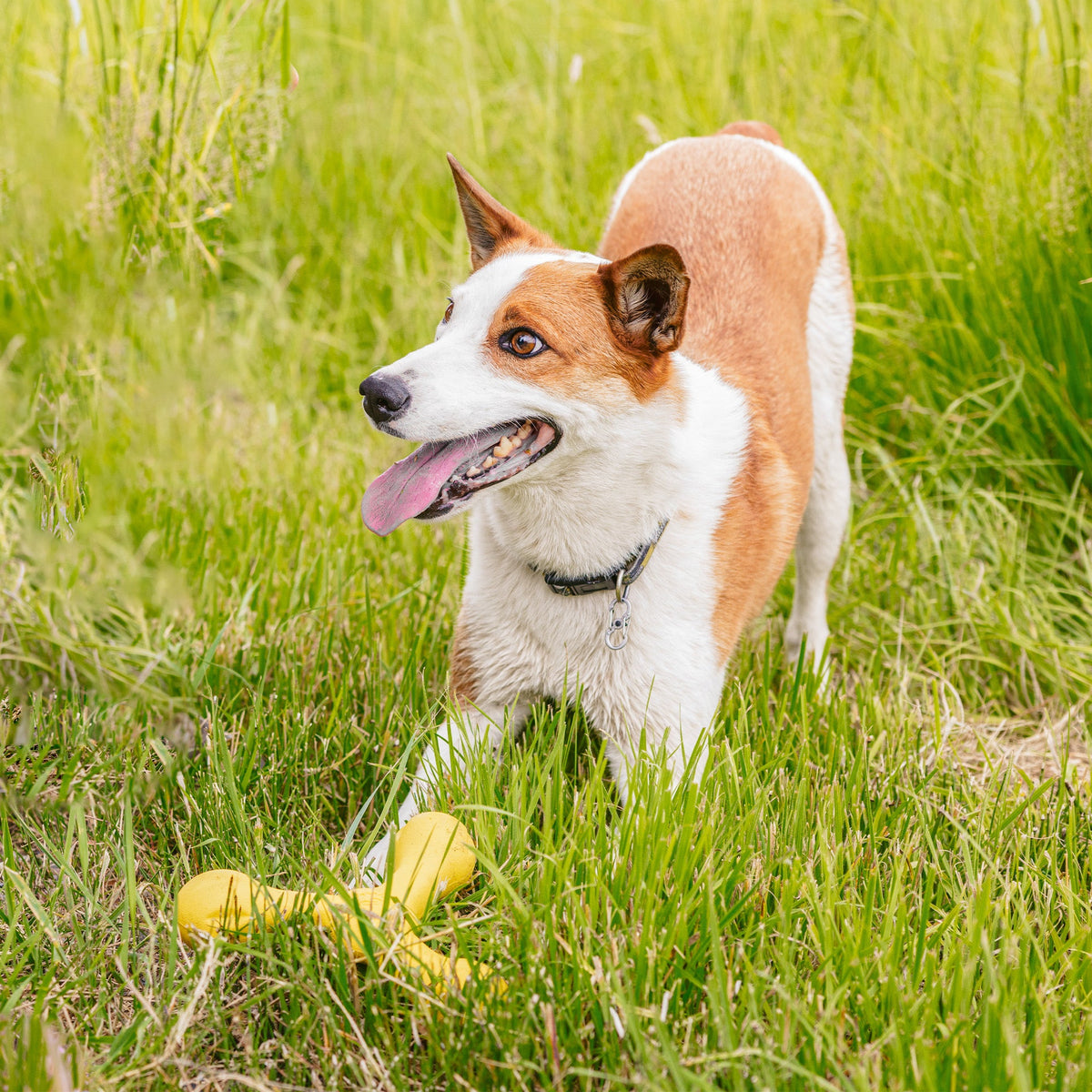 West Paw Skamp Fetch Stick, view 4