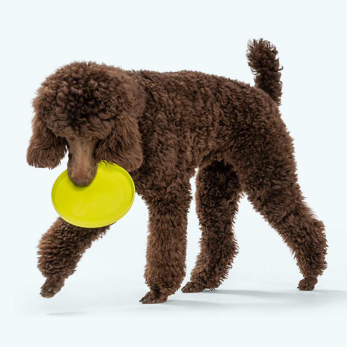 West Paw Zisc Soft Flying Dog Disc, view 4