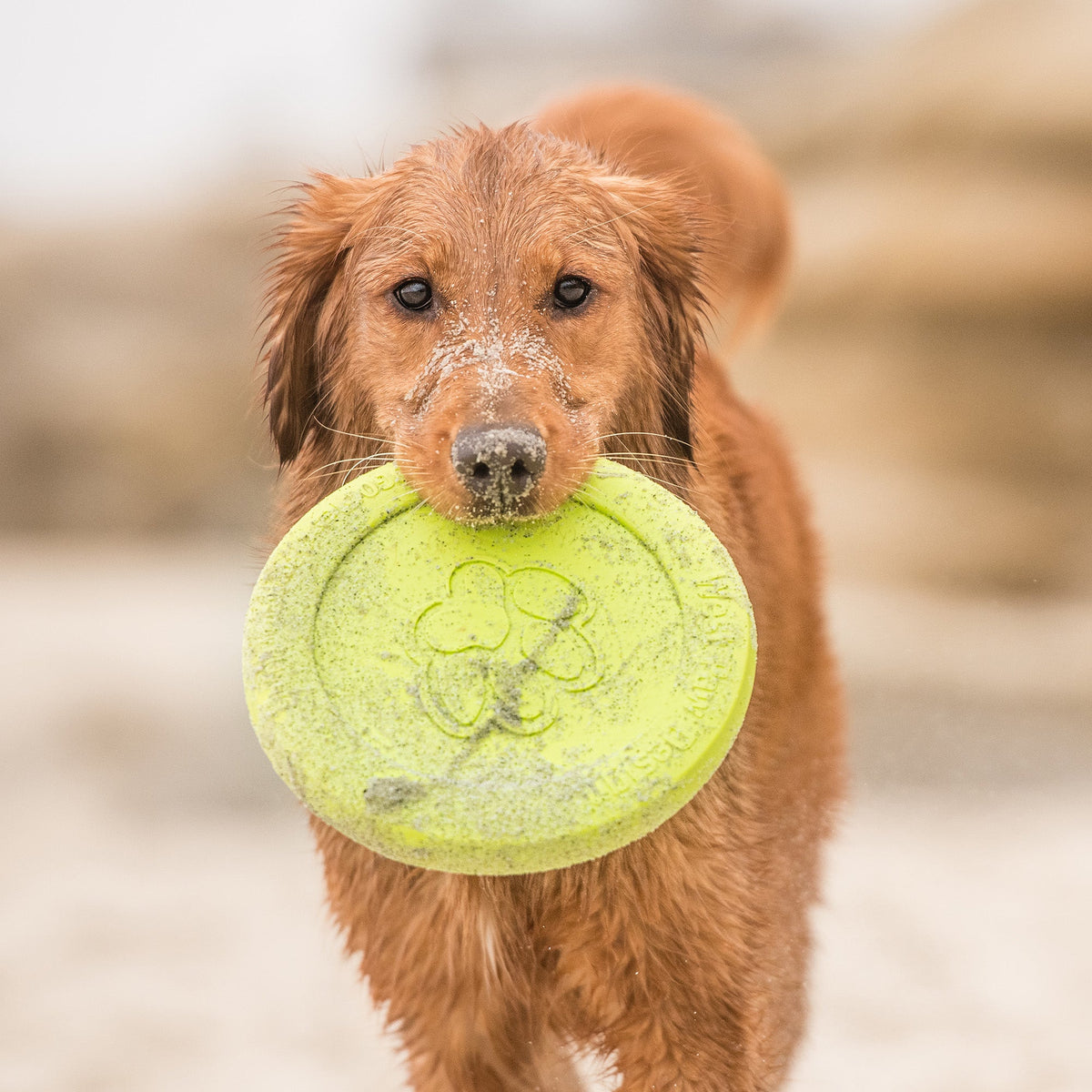 West Paw Zisc Soft Flying Dog Disc, view 5